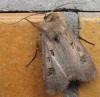 Agrotis exclamationis